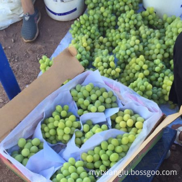 China fresh red grape fruit green grape price